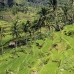 rice_ubud_v_0055_bal0870.jpg